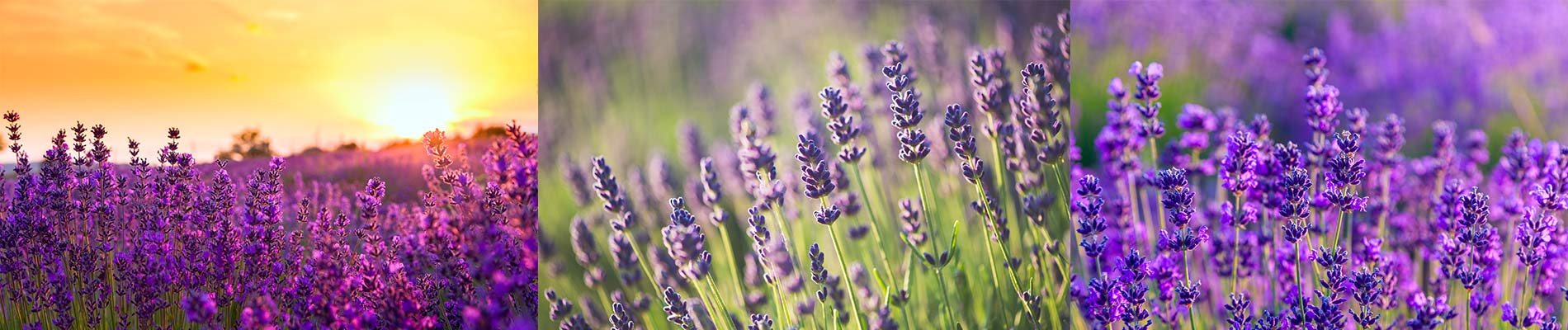 lavender field collage