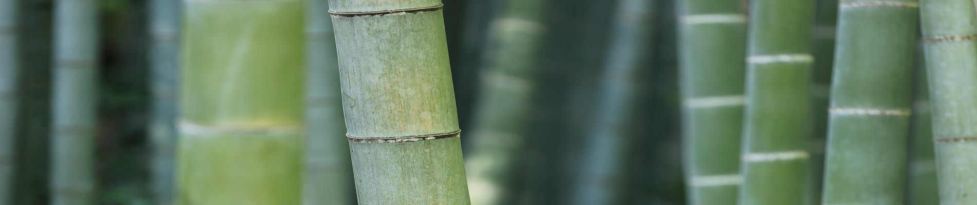 bamboo asia tuina banner